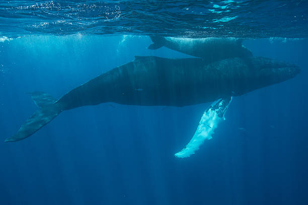 istock Humpback Whale Mother and Calf 520011684