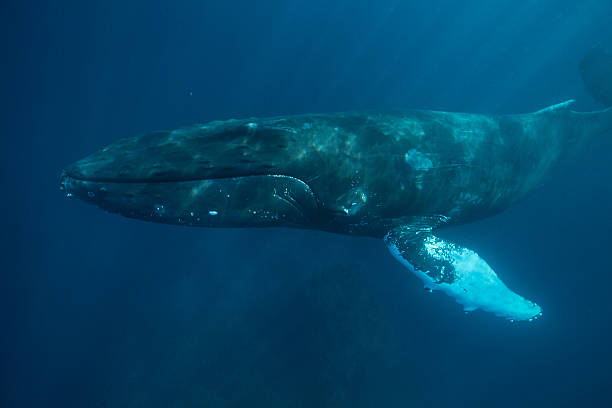 istock Humpback Whale in Caribbean Sea 520011860
