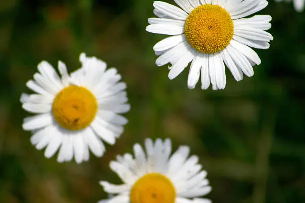 Daisies on green background