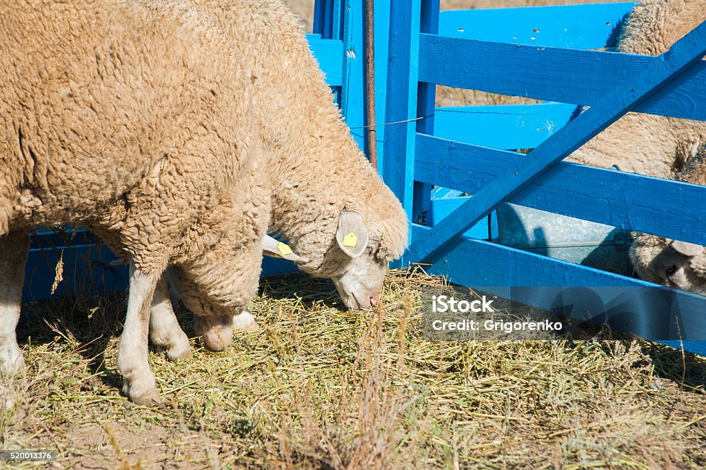 Sheep on a farm A herd of sheep on the farm, sunny autumn day Agriculture Stock Photo