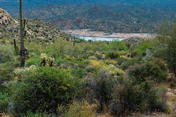 istock Hidden Treasures in the Arizona Desert 520014674