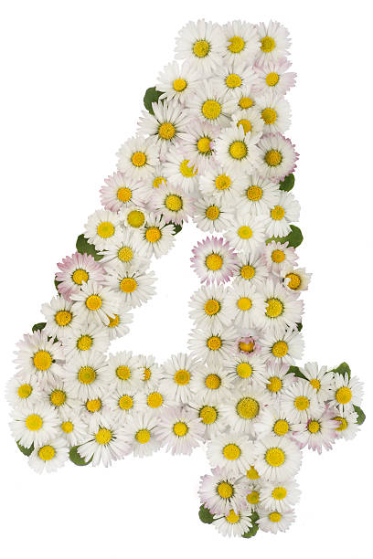 istock fresh number 4, font; natural flowers daisies 520015000