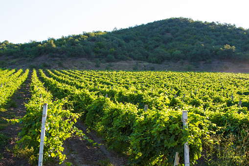 Vineyard in early springtime, Ribeiro winemaking area ,Ourense province, Galicia, Spain.