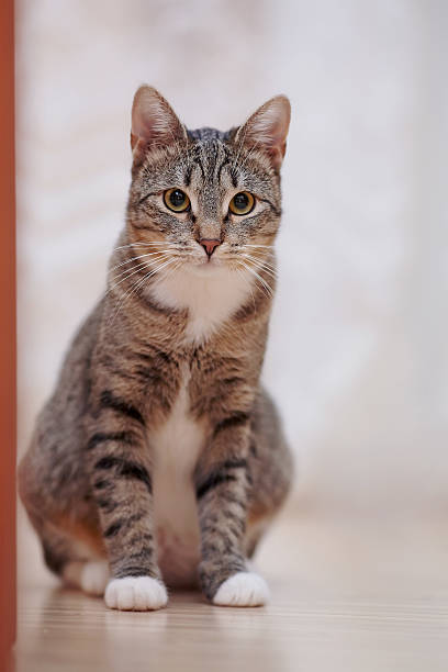 istock Domestic cat with white paws 520015888