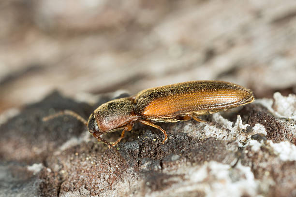 istock Click beetle, Dalopius marginatus on wood 520016622