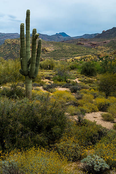 istock Hidden Treasures in the Arizona Desert 520017068
