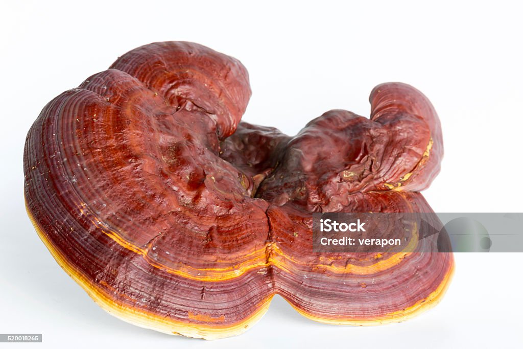Ganoderma Red Ganoderma Lucidum Isolated On White Background Stock Photo - Download ...