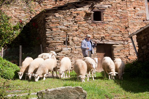 Lugo, Spain- october 11, 2014: senior shepard and his sheep walking in front of an ancient stone house  in a small rural village in Galicia, Spain.