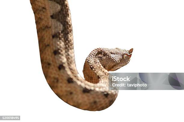 Horned Viper Isolated Over White Stock Photo - Download Image Now - Adder, Aggression, Animal