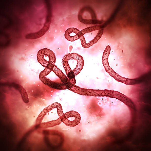 Ebola virus under microscope Ebola virus under microscope ebola stock pictures, royalty-free photos & images