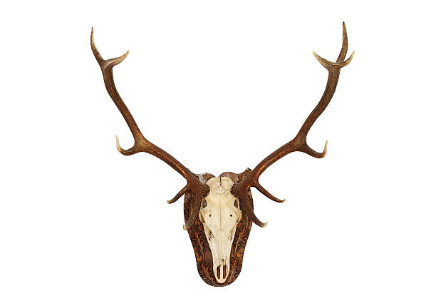 istock majestic red deer stag hunting trophy 520020123