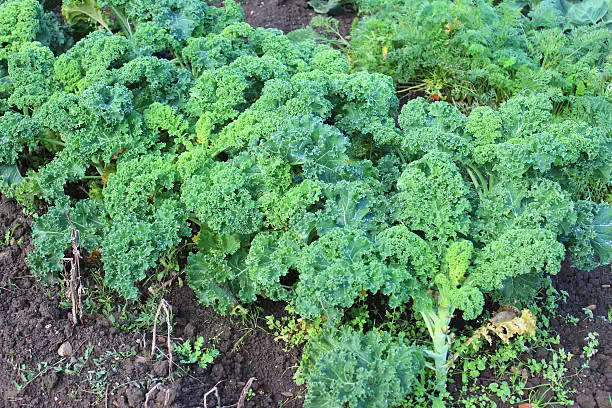Photo showing a patch of lush green curly kale plants, growing in an allotment vegetable garden in the autumn.  Kale (borecole) is a particularly hardy variety of brassica (Latin name: brassica oleracea) and happily tolerates harsh cold weather.  Closely related to wild cabbage, curly kale is known for its dark green, tightly curled leaves, which attract water droplets / morning dew drops.  The leaves are best picked when they are young and at their most tender.