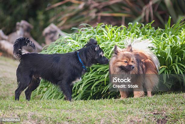 Two Dogs Meeting Stock Photo - Download Image Now - Animal, Black Color, Brown Hair