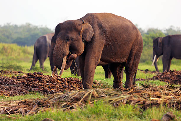 A group of elephants graze in a field at Way Kambas National Park in southern Sumatra.