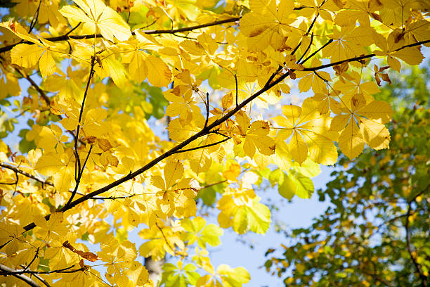 istock Yellow leaves on blue sky 520022179