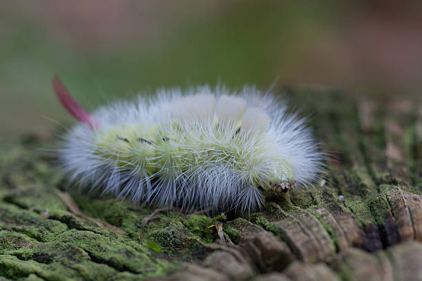 macro - pale tussock (calliteara pudibunda) moth caterpillar - rups van de meriansborstel stockfoto's en -beelden