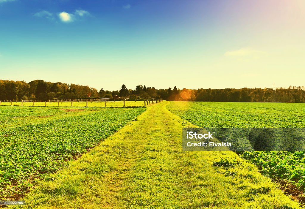 sunny footpath natural footpath over fields in the autumn sun. Agricultural Field Stock Photo