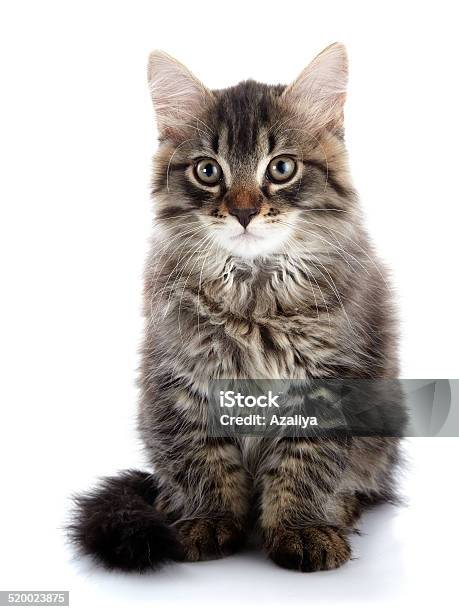 Striped Fluffy Cat Stock Photo - Download Image Now - Animal, Animal Body Part, Animal Ear