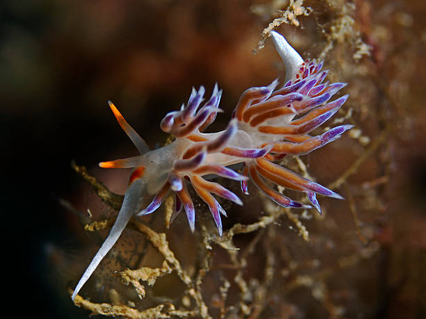 istock Cratena slug, blue white red thread snail (Cratena peregrina) 520024165