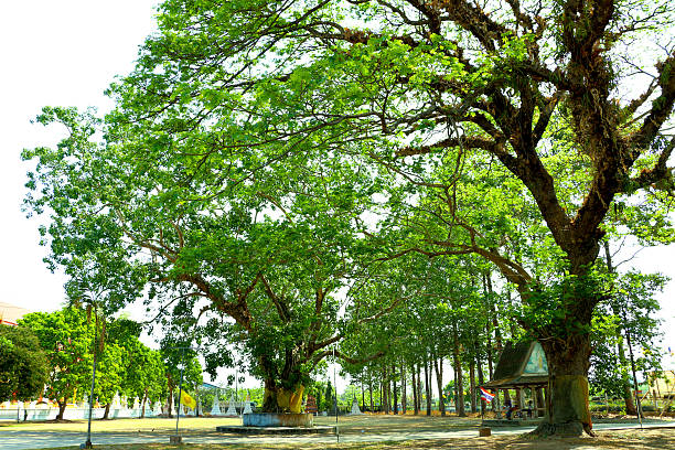 istock Tree on the temple in thailand 520024225