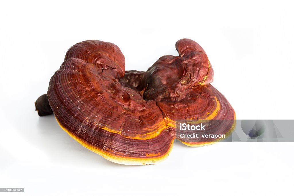 Ganoderma Red Ganoderma Lucidum Isolated On White Background Stock Photo - Download ...