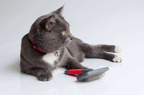 istock The fur brush and Cute gray cat on white background 520024331