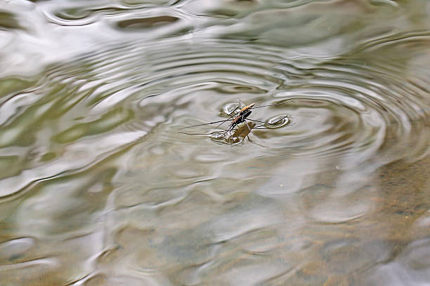istock Gerris lacustris, commonly known as the common pond skater 520024557