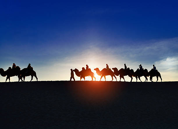 istock The desert camel in the sunset 520025007