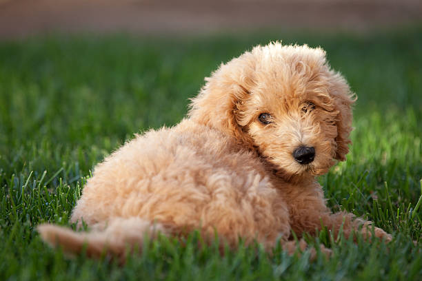 Labradoodle pup in the grass Adorable 2 month old puppy playing in the grass labradoodle stock pictures, royalty-free photos & images