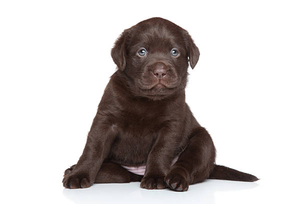 istock Brown Labrador puppy portrait 520038673