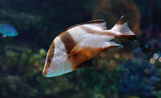 istock White and brown striped fish in salwater aquarium 520038729