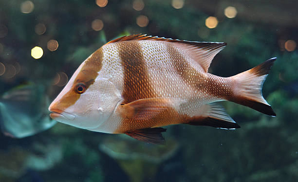 istock White and brown striped fish in salwater aquarium 520038733