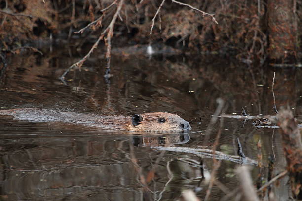 North American Beaver Swimming stock photo