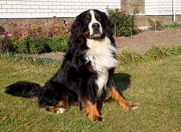 istock Dog Bernese Mountain Dog 520040391
