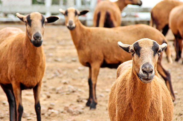 Flock of suffolk sheeps wearing bells, Switzerland.
