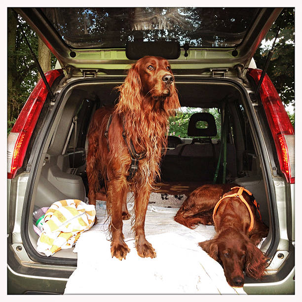 istock Irish Setter dog couple 520040667
