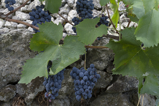 grapes on the  vine