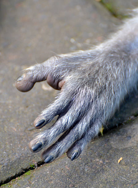istock Monkey paw, Macaque family in the Ubud Monkey Forest 520041447