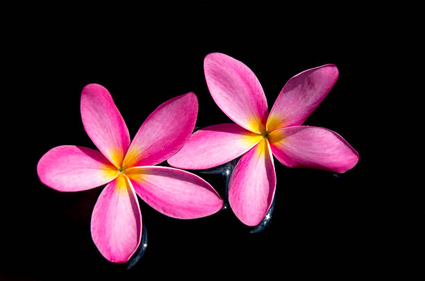 istock Frangipani flowers blossom with black background 520041525