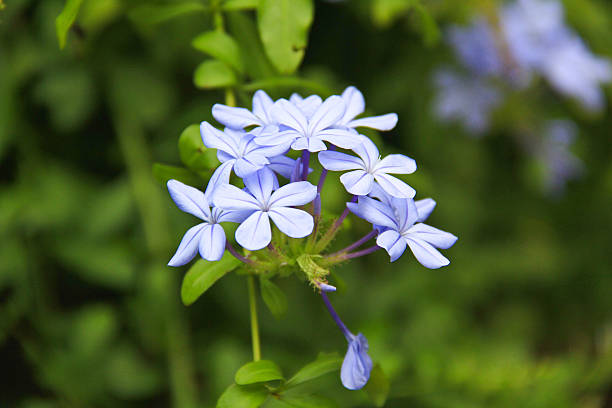 istock Purple Society Garlic Flowers 520041769