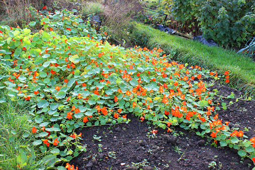 Photo showing some annual orange nasturtium flowers that have been planted in a shared allotment garden.  The nasturtiums have been planted as companion plants, so that they will attract aphids away from the fruit bushes and vegetables - a 'trap crop'.  Of note, nasturtium flowers are edible and are often used to decorate salads.  The leaves of the plants are covered in water droplets / dew drops, remaining from the early morning dew.