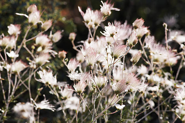 Apache Plume Fallugia paradoxa Prairie Smoke Plant Apache Plume Prairie Smoke Plant flowering bush - a native Southwest plant - Fallugia Paradoxa. Sedona, Arizona, 2014. smoke bush blooming stock pictures, royalty-free photos & images