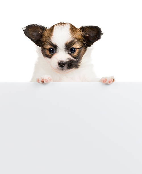 istock Papillon puppy relies on blank banner. White background 520043363