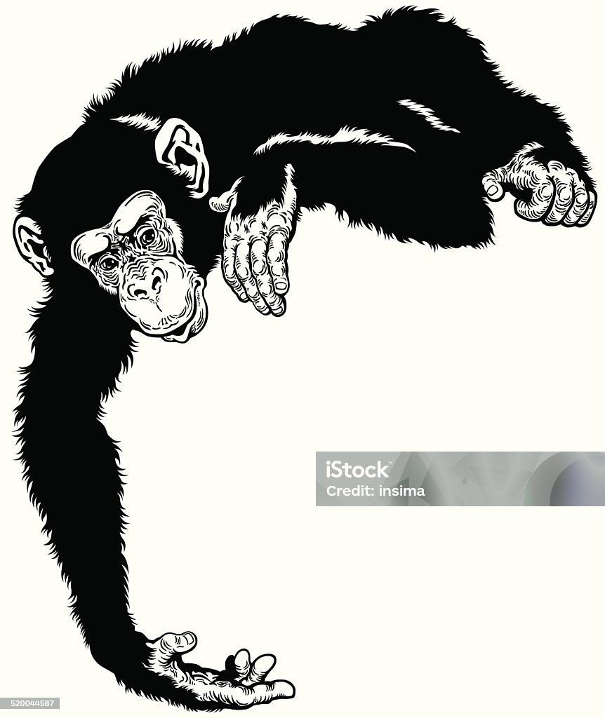 chimpanzee black white chimpanzee ape, black and white image Chimpanzee stock vector