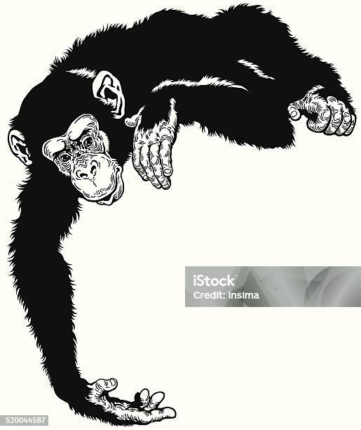 Chimpanzee Black White Stock Illustration - Download Image Now - Chimpanzee, Illustration, Black And White