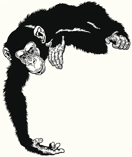 Vector illustration of chimpanzee black white
