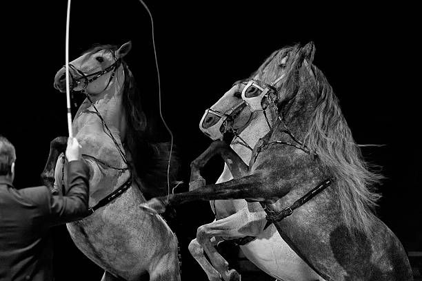 istock Rampant circus white horses on black background 520045015