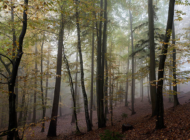 istock Autumn forest in the fog 520045293
