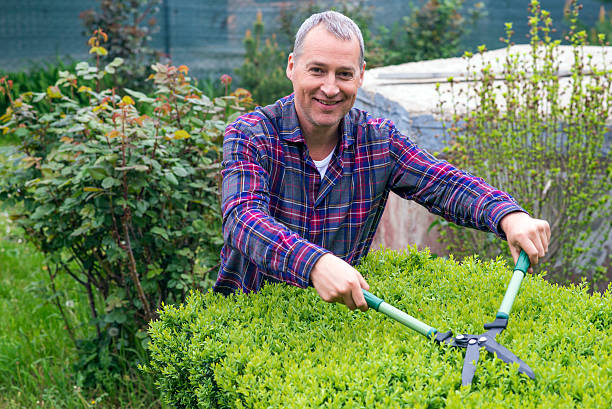 istock Trimming grass in garden with clippers 520049010