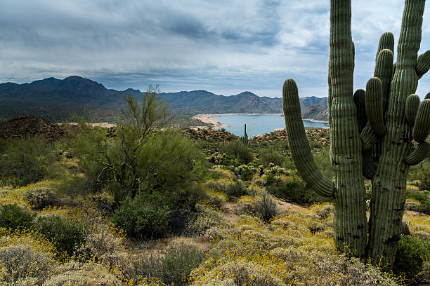 istock Hidden Treasures in the Arizona Desert 520049250